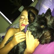 Cairn terrier "Sille"