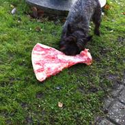 Cairn terrier "Sille"