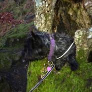 Cairn terrier "Sille"