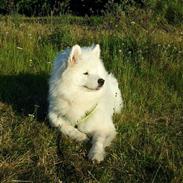 Samojedhund Nillie
