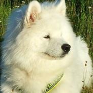 Samojedhund Nillie