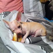 Chihuahua Baby