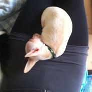 Chihuahua Baby
