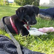 Blanding af racer Ziva