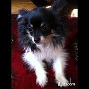 Chihuahua Sofus