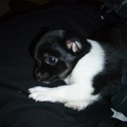 Chihuahua Sofus