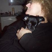 Chihuahua Sofus