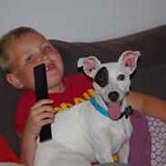 Jack russell terrier Bandit