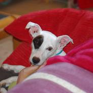 Jack russell terrier Bandit