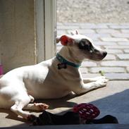 Jack russell terrier Bandit