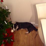 Welsh corgi cardigan Milo