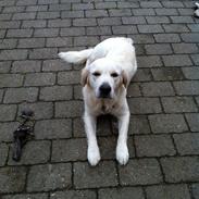 Golden retriever bailey