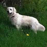 Golden retriever bailey
