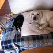 Golden retriever bailey