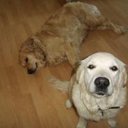 Golden retriever bailey