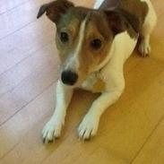 Jack russell terrier Redbull Von Silke