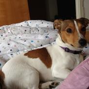 Jack russell terrier Redbull Von Silke