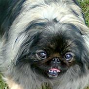 Pekingeser Sille RIP