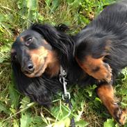 Miniature gravhund Malou