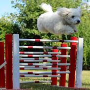 Coton de tulear Oskar