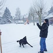 Labrador retriever King