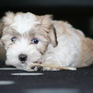 Coton de tulear Dina