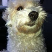 Coton de tulear Dina