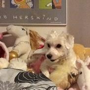 Coton de tulear Dina