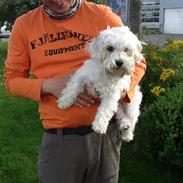 Coton de tulear Dina
