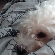 Coton de tulear Dina