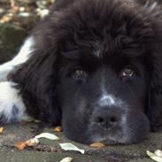 Newfoundlænder Ronja