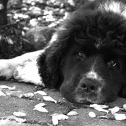 Newfoundlænder Ronja