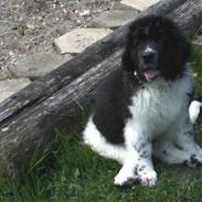 Newfoundlænder Ronja