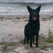 Schæferhund Molli