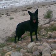Schæferhund Molli