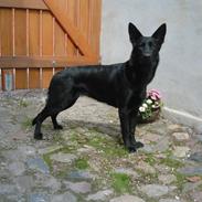 Schæferhund Molli 