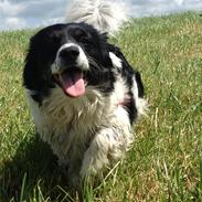 Blanding af racer Chili