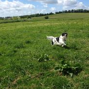 Blanding af racer Chili