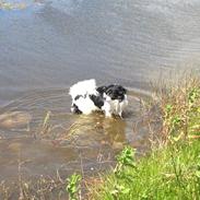 Blanding af racer Chili