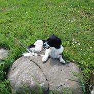 Blanding af racer Chili