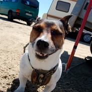Jack russell terrier Gismo