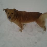 Blanding af racer Treeni