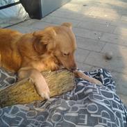 Blanding af racer Treeni