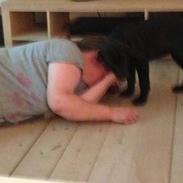 Labrador retriever sasja