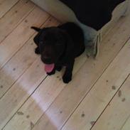 Labrador retriever sasja