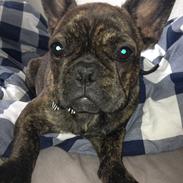Fransk bulldog Cindy