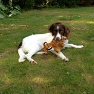 Field Trial spaniel Merle