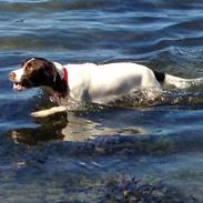 Field Trial spaniel Merle