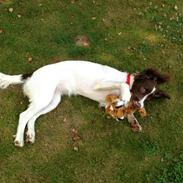 Field Trial spaniel Merle