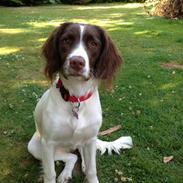 Field Trial spaniel Merle